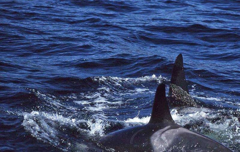 1998-07 Orcas Island 28 Whale Watching.jpg